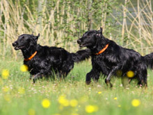 Urlaub mit Hund in Kärnten